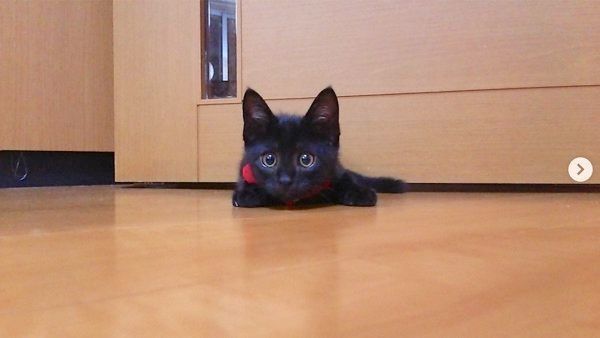 元保護猫・はなびくん