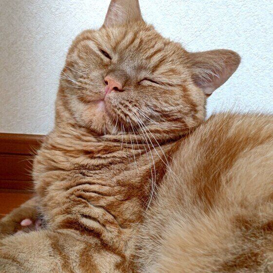 アメリカンショートヘアの龍太ちゃん