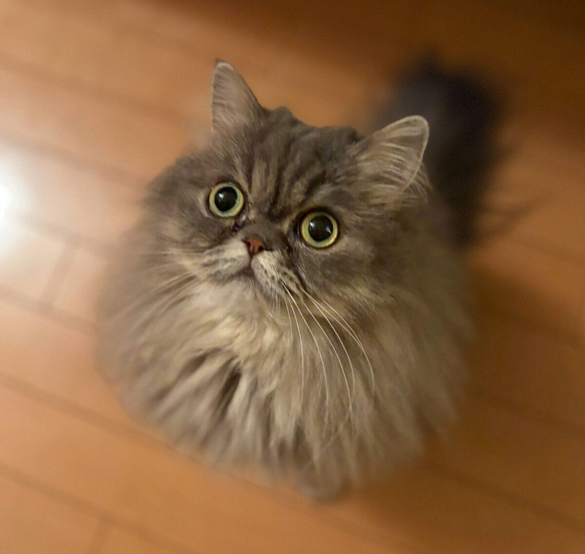 見つめるゆずちゃん