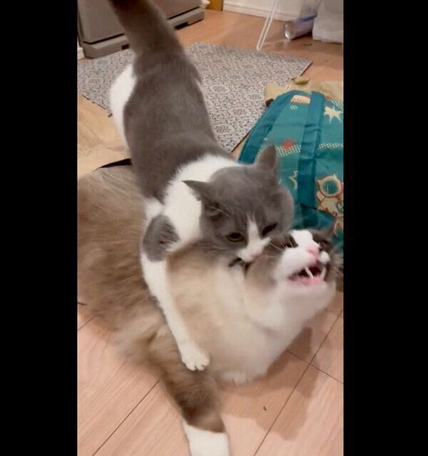 コテツくんに飛びかかる、まるくん