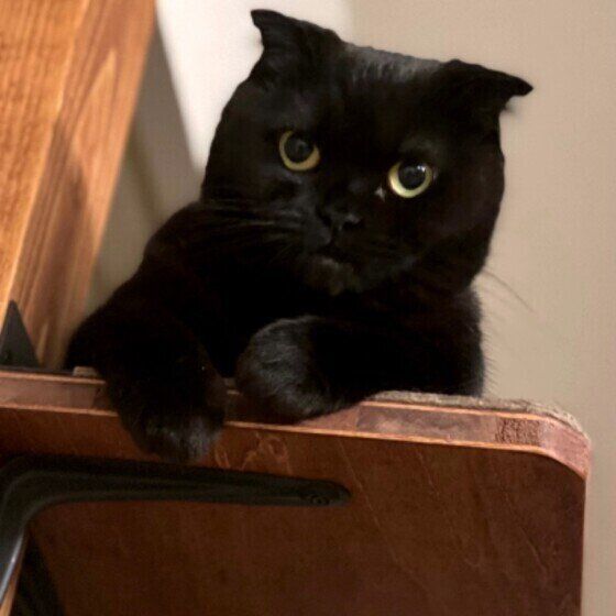 スコティッシュフォールドのはなちゃん