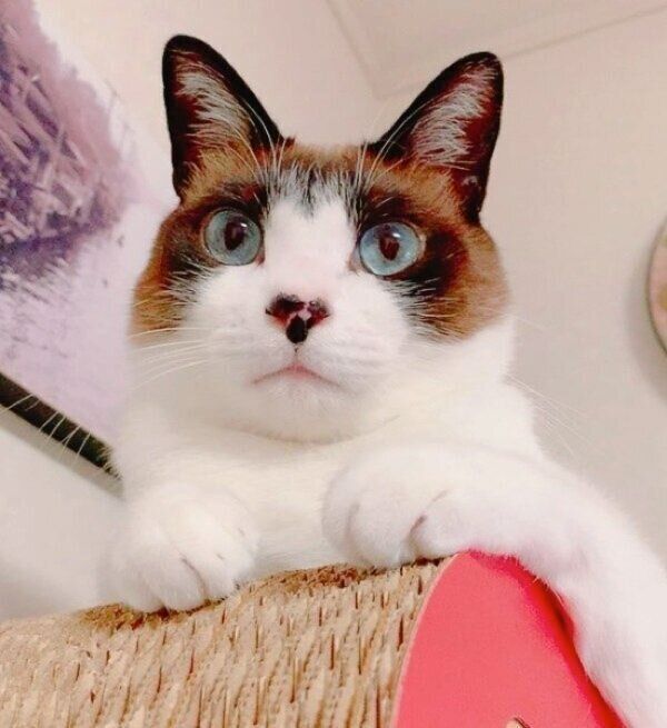 飼い主さんを見下ろすぽんちゃん