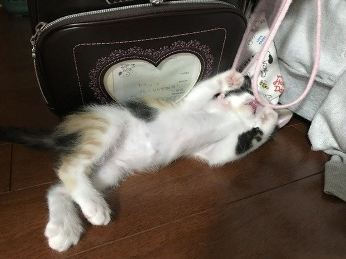 愛猫のイタズラで家がボロボロ 悲鳴をあげる飼い主さんたちの本音は ねこのきもちweb Magazine 愛猫のイタズラで家がボロボロ 悲鳴をあげる飼い主さんたちの本音は ねこのきもちweb Magazine