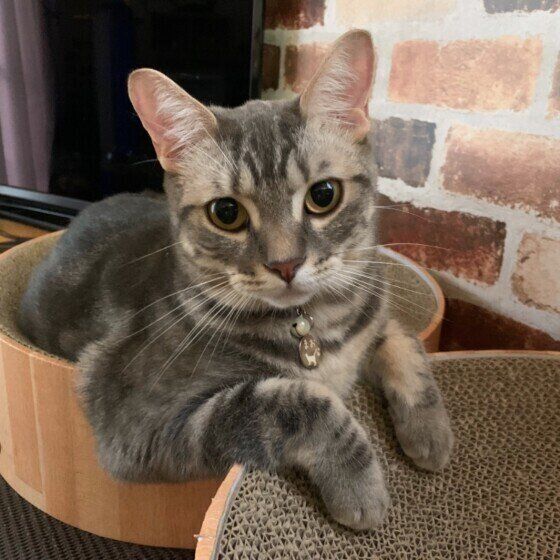 段ボール爪とぎに乗るマンチカン