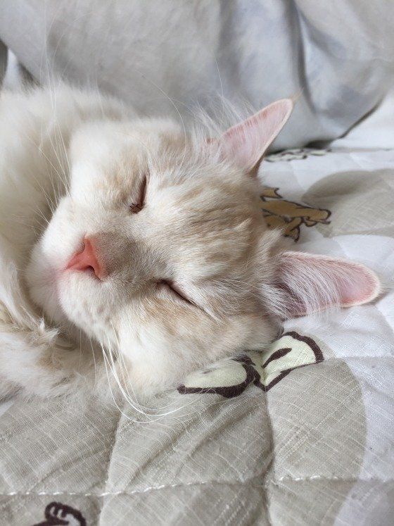 メインクーンのルミエールくん