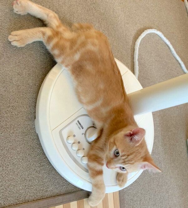 子猫時代のまめさん