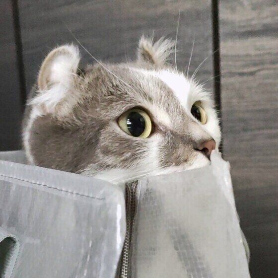 マンチカールのキトくん