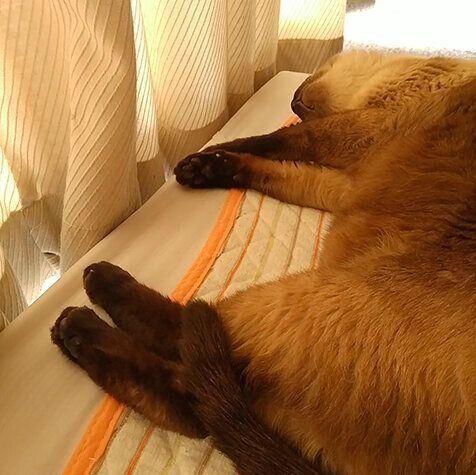 かんたろう寝相