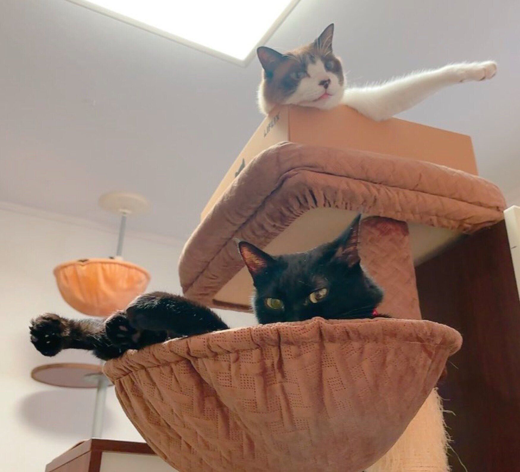 まったりするぽんちゃん、クロロ教官