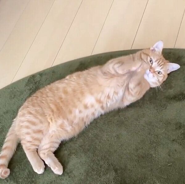 おねだりポーズをするぽこ太くん