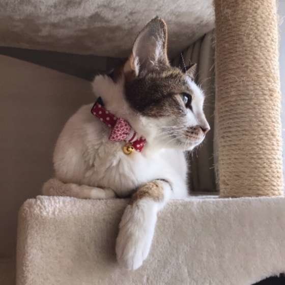 外を眺めるキジトラ