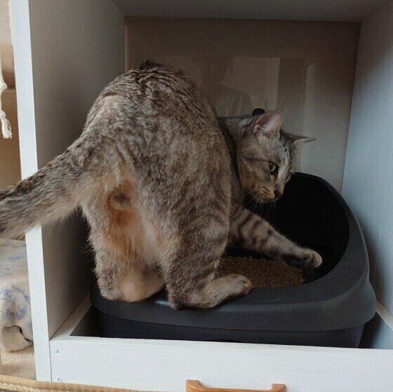 トイレに入る猫