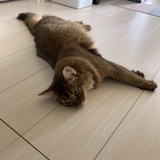 暑い日のそらちゃん（ソマリ）