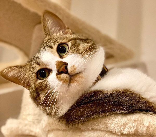 イケメンな侘助ちゃん