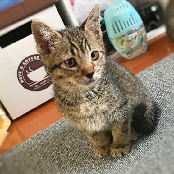 掃除機を見て放心状態の猫