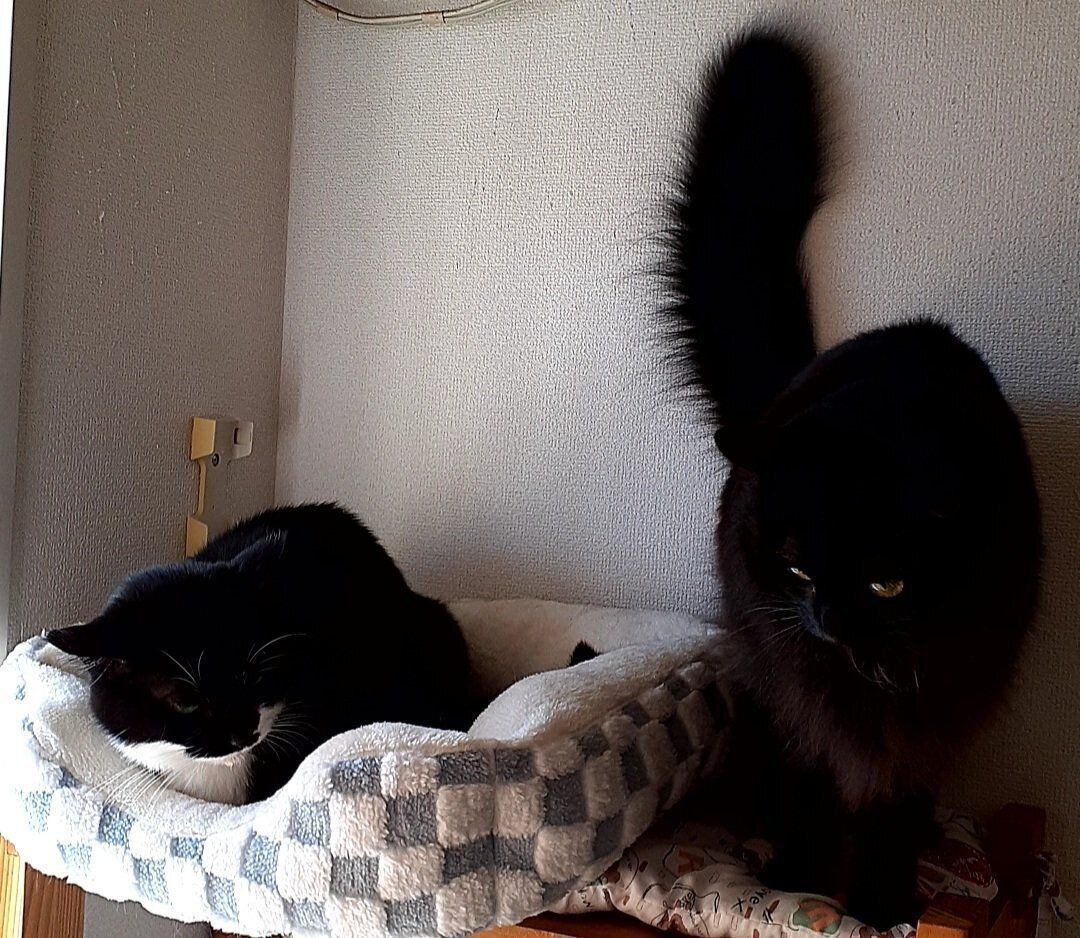 ひまわりちゃんとそらちゃん