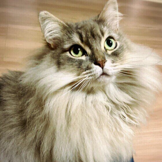 見つめるサイベリアン