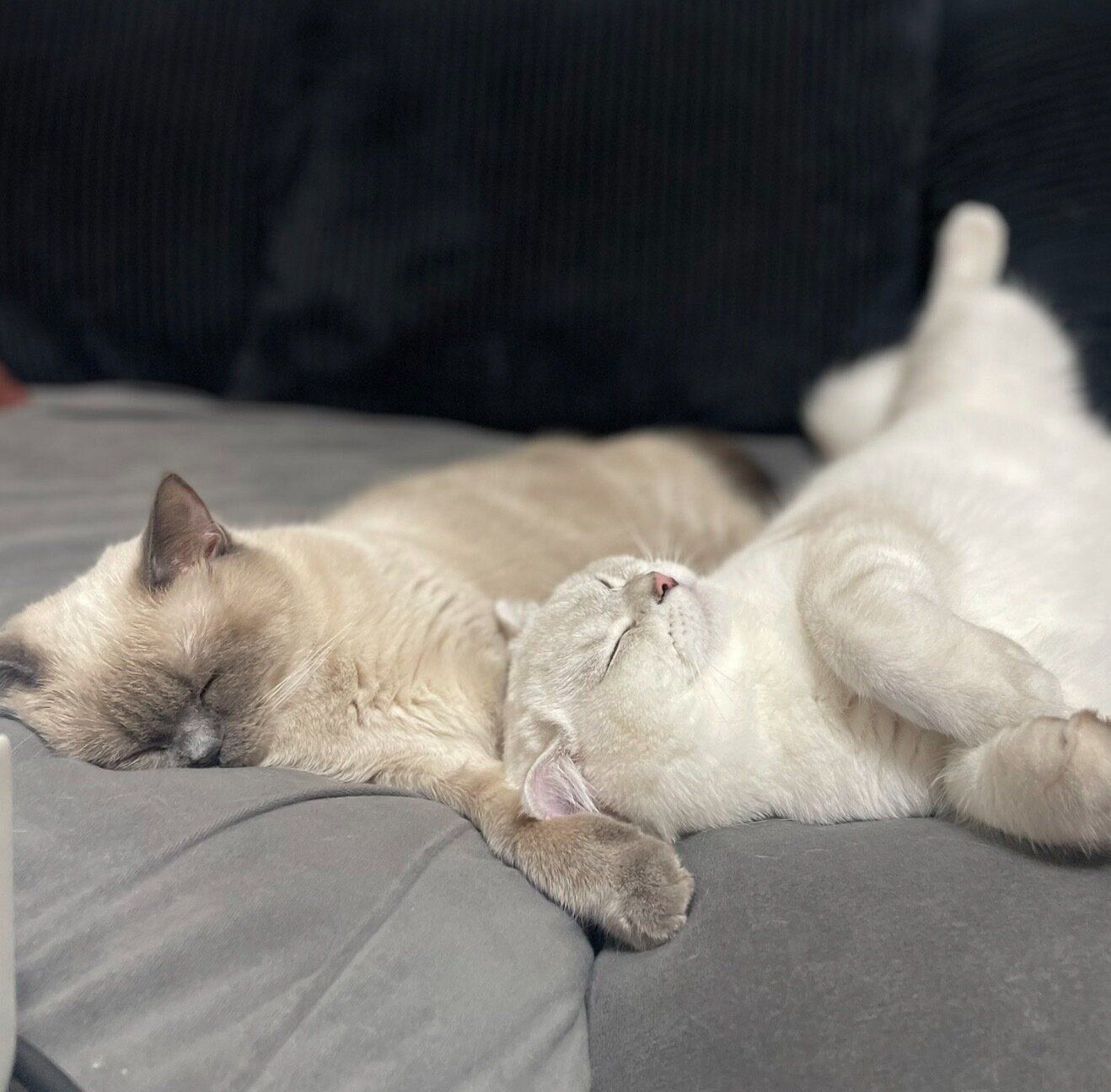 仲良く眠るこまちちゃん、ゆきまるくん