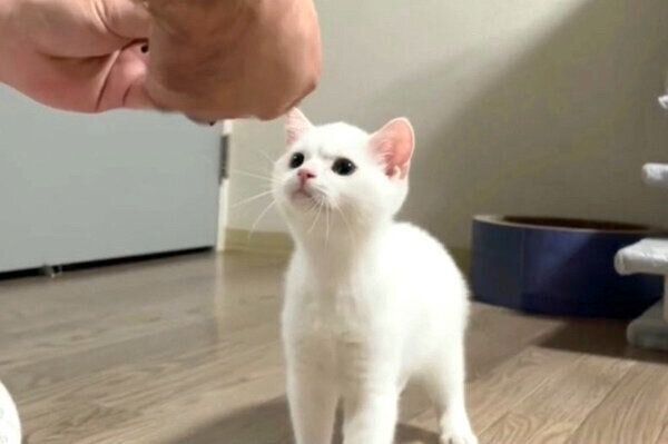 オモチャを修理する様子をヤンキー顔でずっと見守るしらたまくん