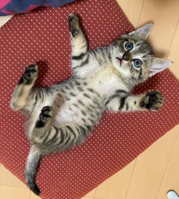 ヘソ天するよもぎくん