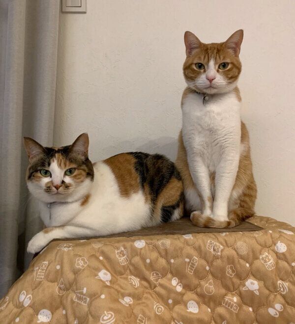 猫用コタツの上でまったりするコムギちゃん、卍丸くん