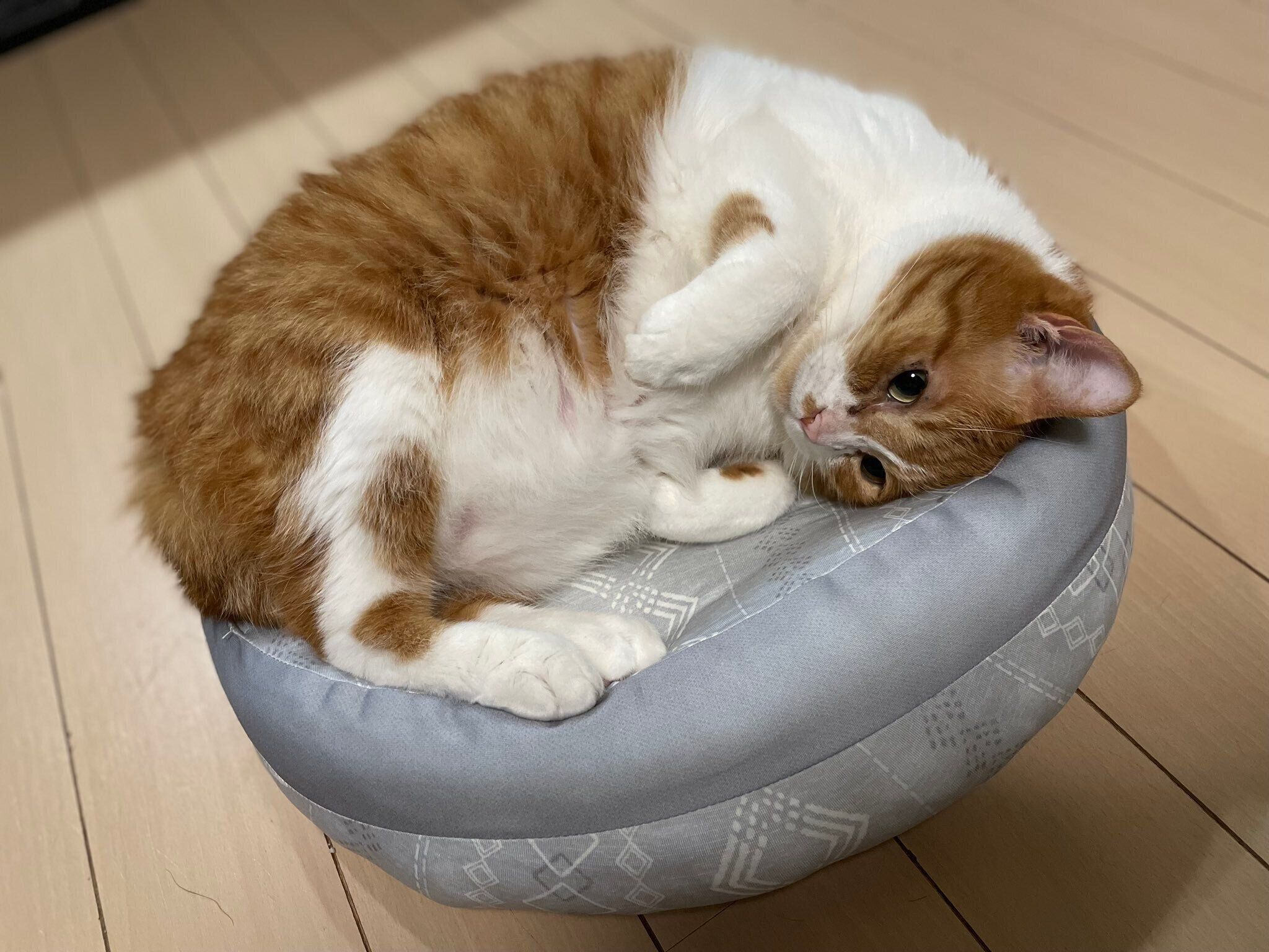 頑張って収まろうとするむぎくん