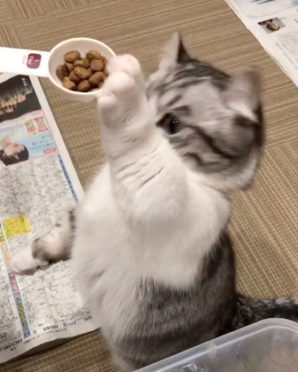 ゴハンを要求するマンチカン