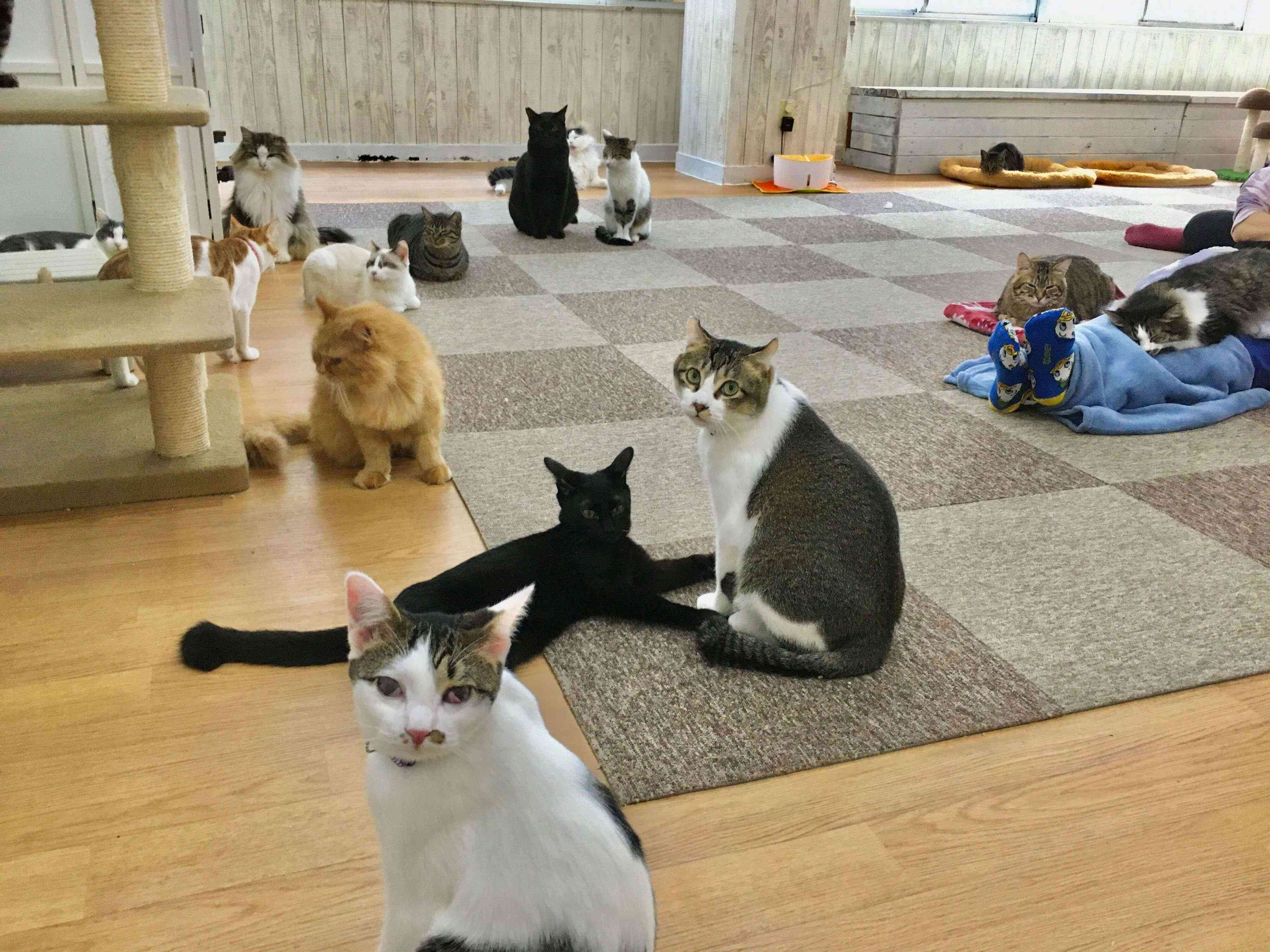 人懐っこい猫ちゃんがお出迎え