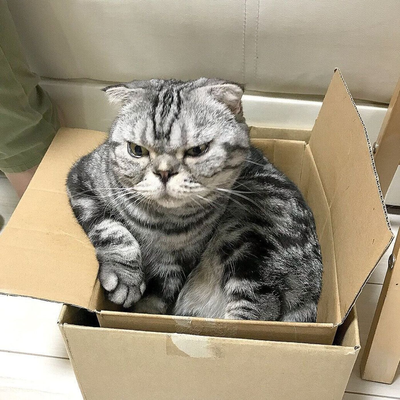 渋い表情もそっくり ねじねじの 中尾巻き で着飾ってみたししまるは中尾彬さんそのものだったお話 連載 渋ネコししまるさん ねこのきもちweb Magazine 渋い表情もそっくり ねじねじの 中尾巻き で着飾ってみたししまるは中尾彬さんそのものだったお話 連載 渋ネコししまるさん ねこのきもちweb Magazine