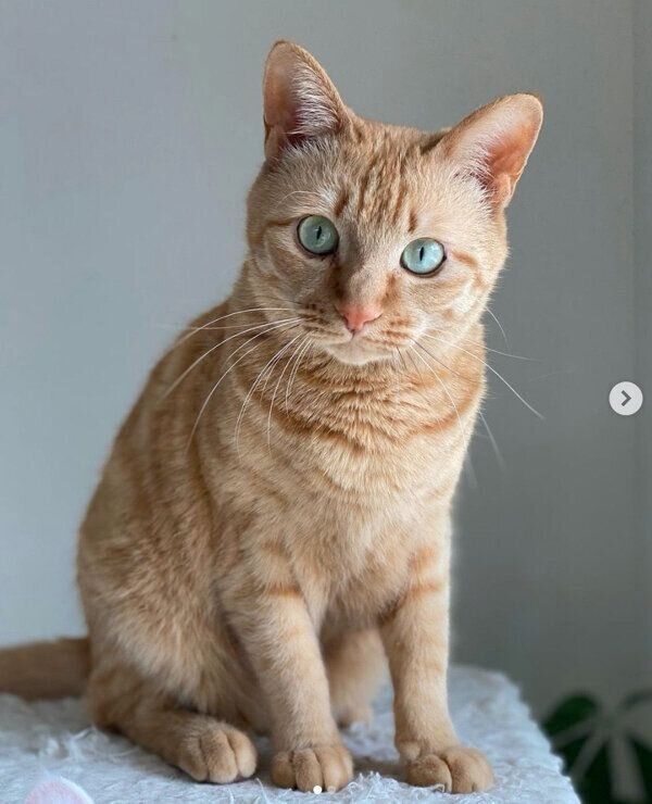 見つめるモモちゃん