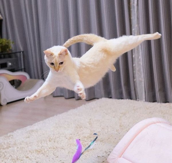 宙を舞う猫