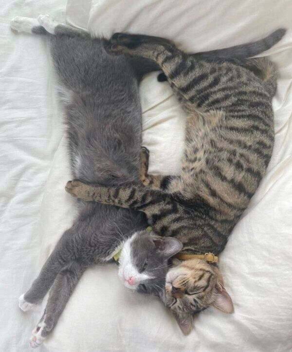 仲良く眠るふくくん、てんくん