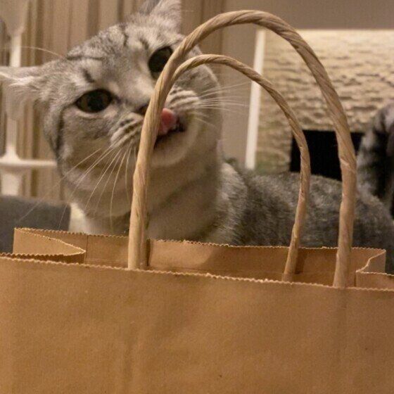 マンチカンのペールくん