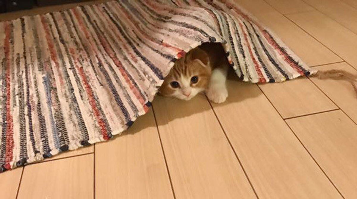 こんなところに隠れてたの とツッコミたくなるような愛猫の隠れ場所といえば ねこのきもちweb Magazine こんなところに隠れてたの とツッコミたくなるような愛猫の隠れ場所といえば ねこのきもちweb Magazine