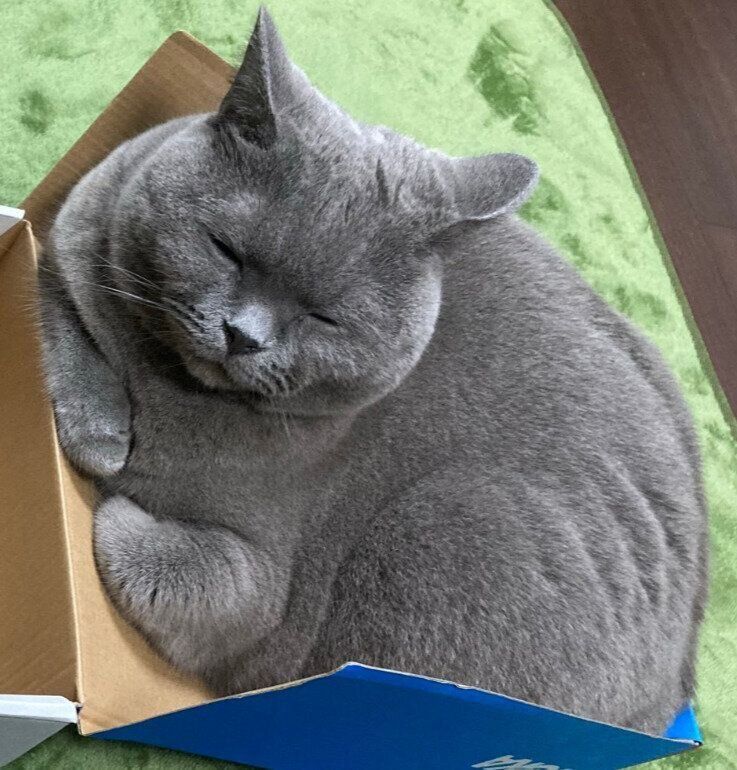 くつろいでいるシャルトリュー
