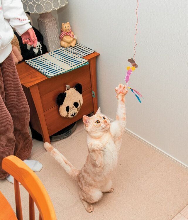 じゃらしおもちゃで遊ぶ猫