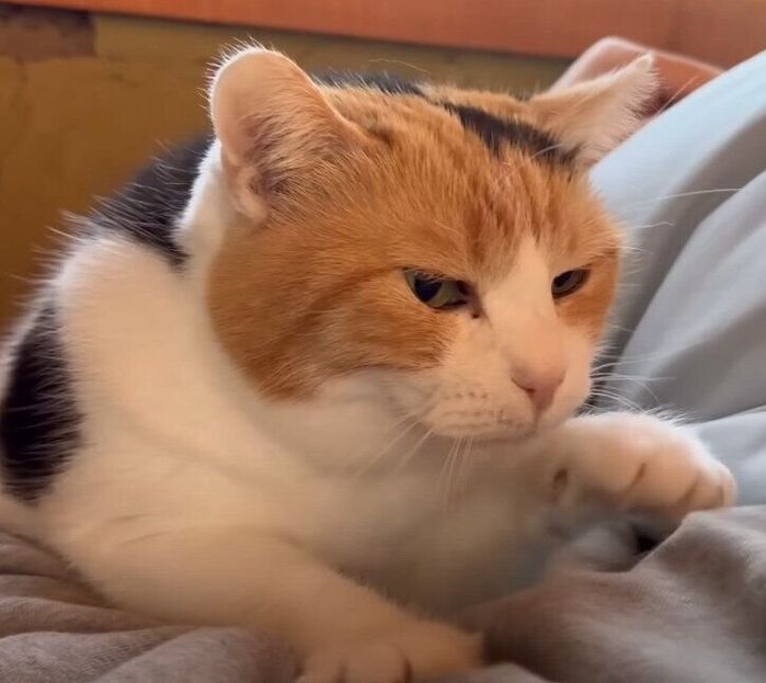ゴロゴロいいながらフミフミする猫