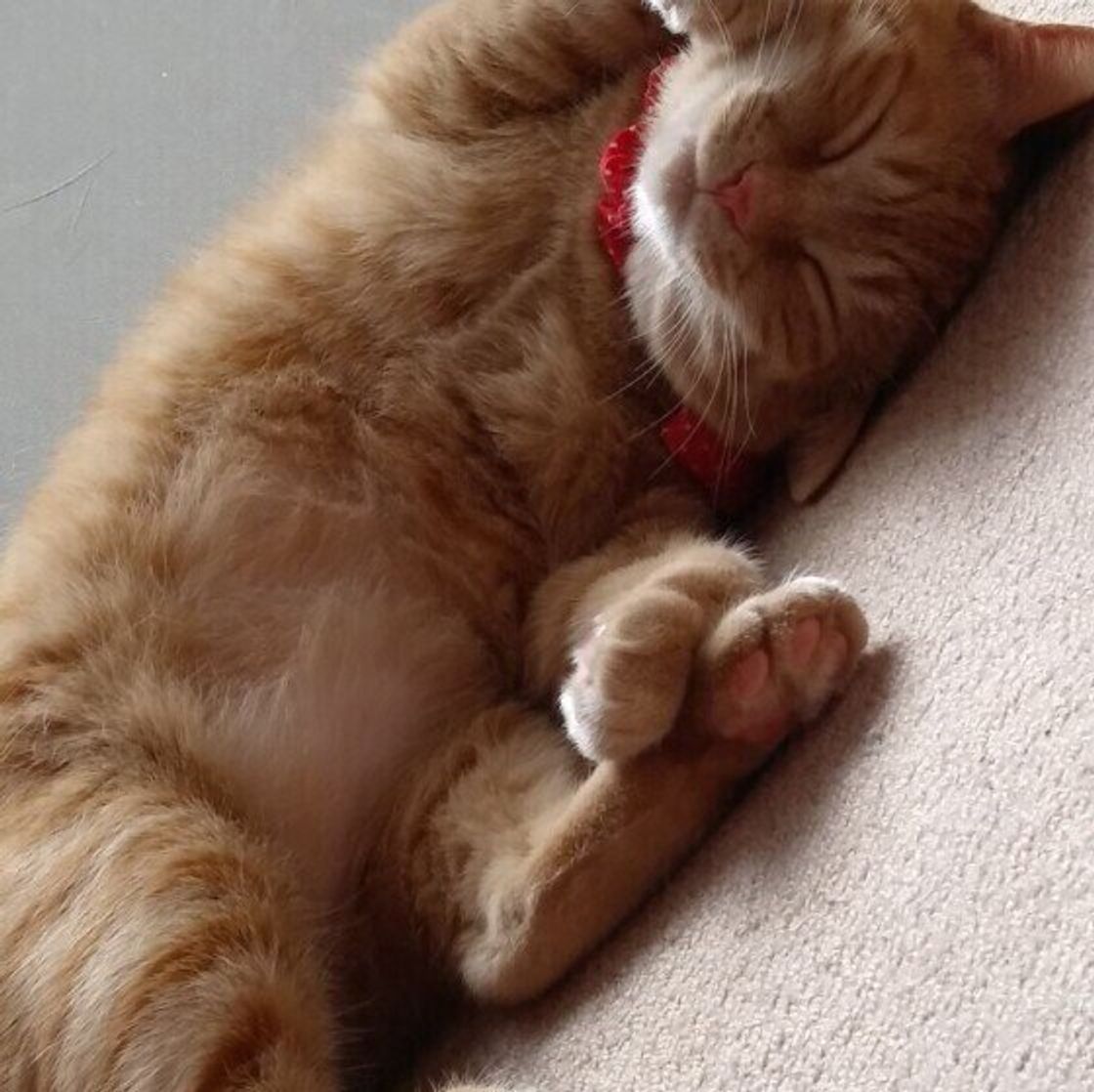 ずーっと寝てるのには理由がある 猫の睡眠の秘密を大解明 ねこのきもちweb Magazine ずーっと寝てるのには理由がある 猫の睡眠の秘密を大解明 ねこのきもちweb Magazine