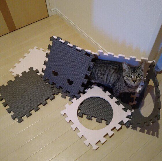 やんちゃなキジトラ