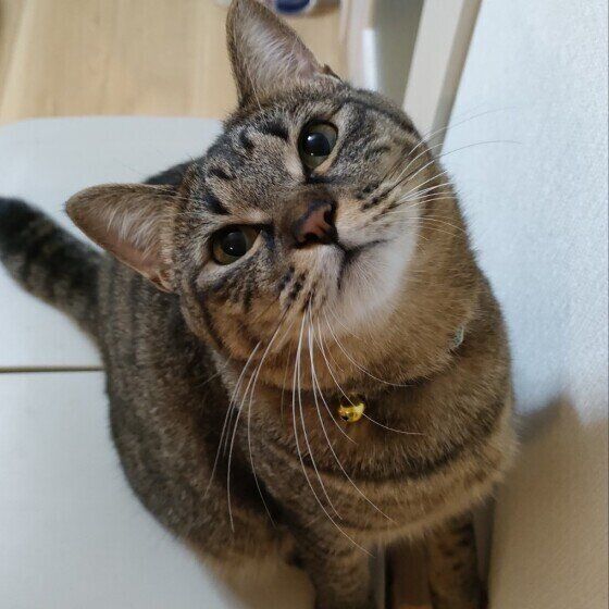 Mix（キジトラ）のはるちゃん♪