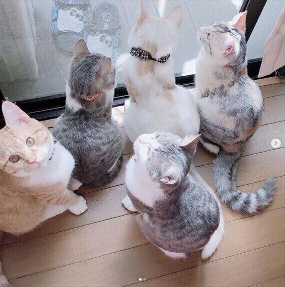 外を眺める猫兄弟