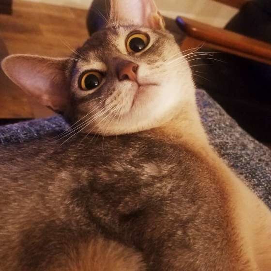 見た目がそっくり アビシニアン と ソマリ の見分け方のポイント ねこのきもちweb Magazine 見た目がそっくり アビシニアン と ソマリ の見分け方のポイント ねこのきもちweb Magazine