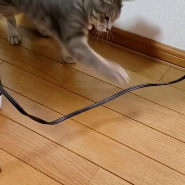 遊ぶグレコちゃん