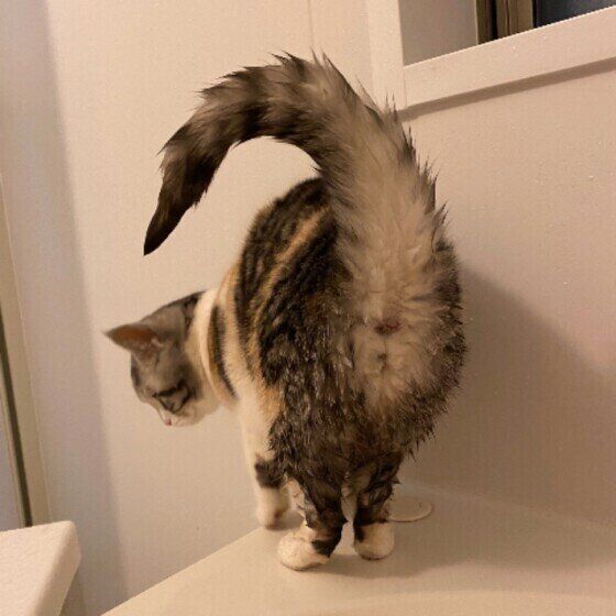 おしりを向けるスコティッシュフォールド