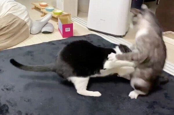 もやしくんに向かって突進するくろまめちゃん