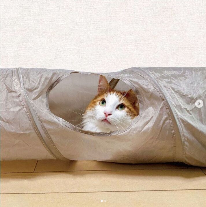 3COINSのキャットトンネル