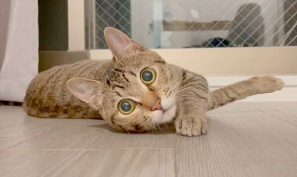 くつろぐあめちゃん