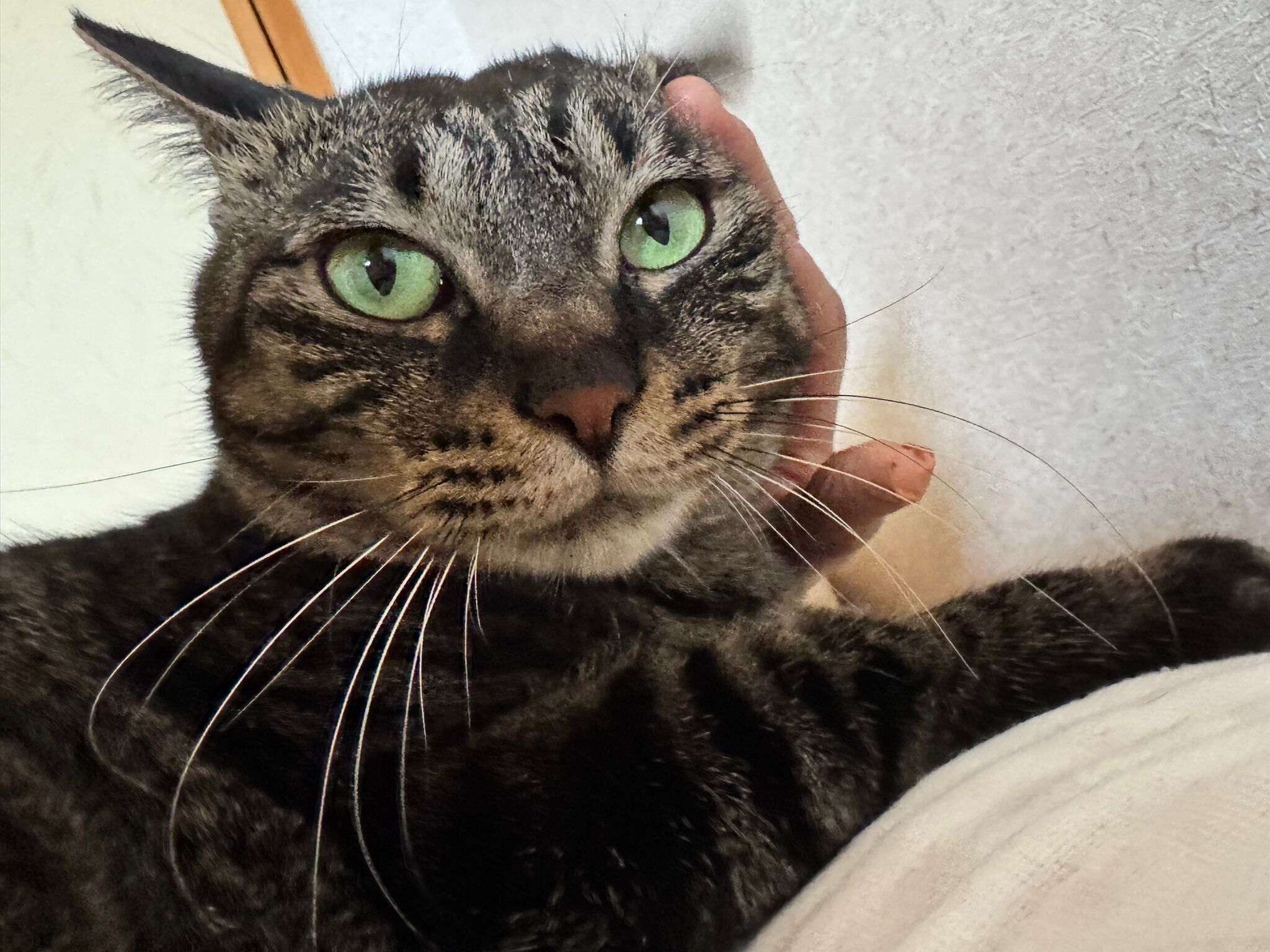 飼い主に頭を撫でられている猫