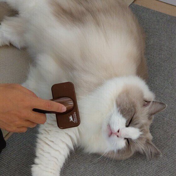 ラグドール ブランくん