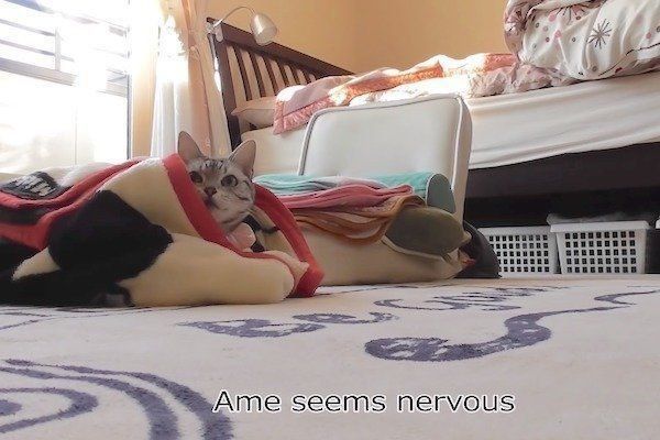 置いていかれて見張る猫